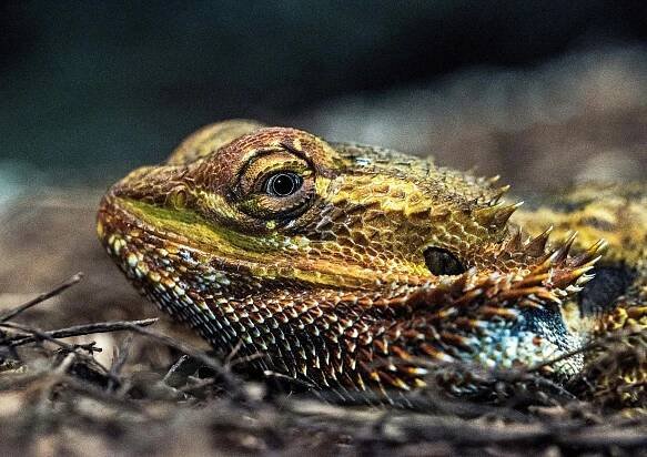 Bearded Dragons - CritterFam