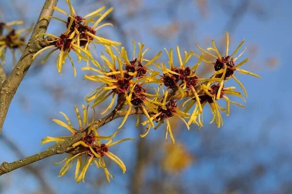 Baumschule Günther Oltmanns - Edewecht - Hamamelis - Laubgehölze - Koniferen - Home