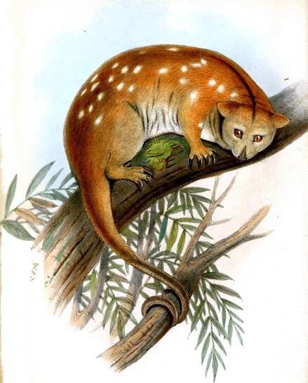 Ornate cuscus