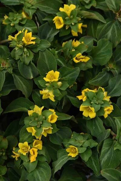 Night Light Lysimachia