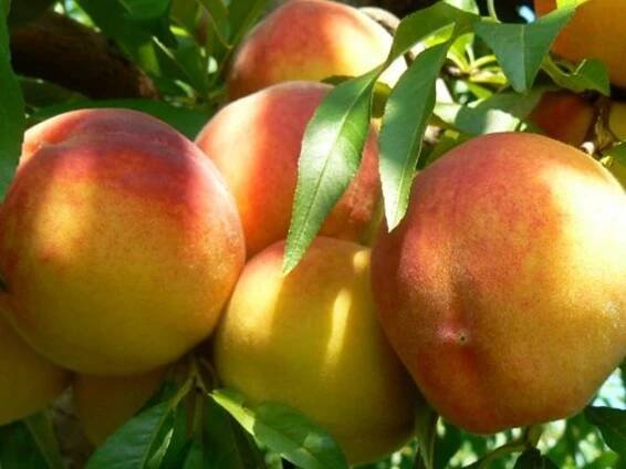 Broskvoň zakrslá 'Honey Gold' - kontejner