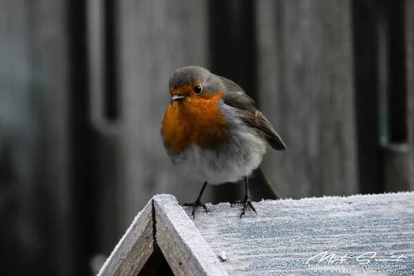 Red_Robin – Natuurfotografie | MTSMIT | Fine Art Nature Photography