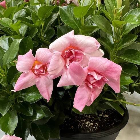 SUN PARASOL® XP Double Pink Blush Mandevilla
