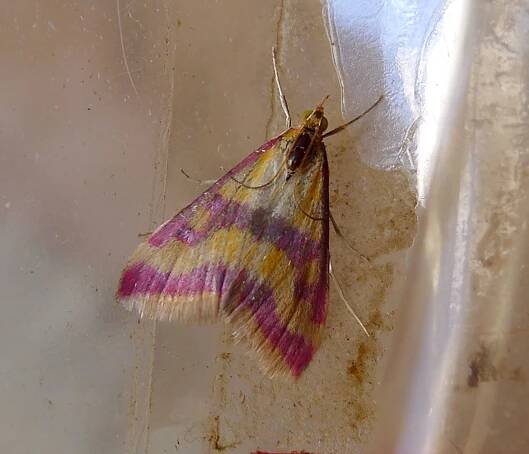 Pyrausta castalis