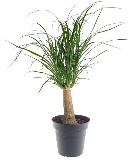 Sloní noha, Nolina recurvata, 1 výhon, skladem