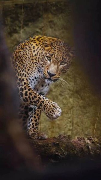 Spotting the Sri Lankan Leopard: 7 best national parks to spot the elusive big cat