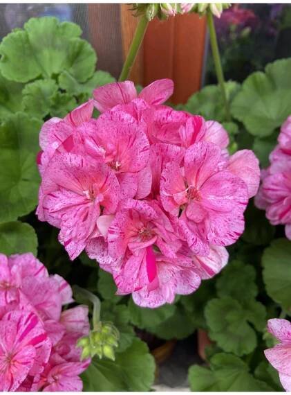 Pelargonium Surv. Idols PINK BATIK - muškát