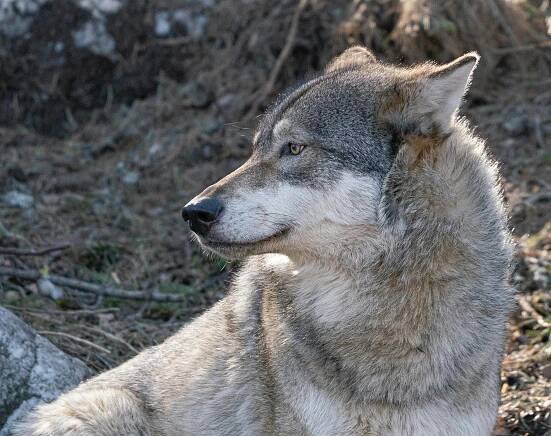 Základová fotografie na téma bdělý, canis lupus, chování zvířat, detail, divočina, divoký, fotografie, fotografie divoké