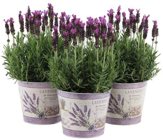 Grow by OBI Levandule "Anouk" v zinkovém obalu, pr. cca 15 cm