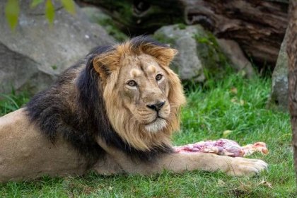 Oslavy 28. října v Zoo Praha: křest psů pralesních a sváteční krmení lvů