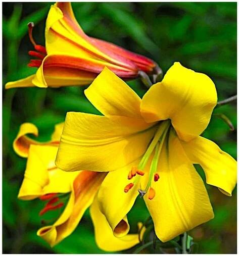 Lilie GOLDEN SPLENDOUR - lilium