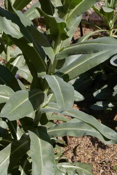 Boryt barvířský (Isatis tinctoria)