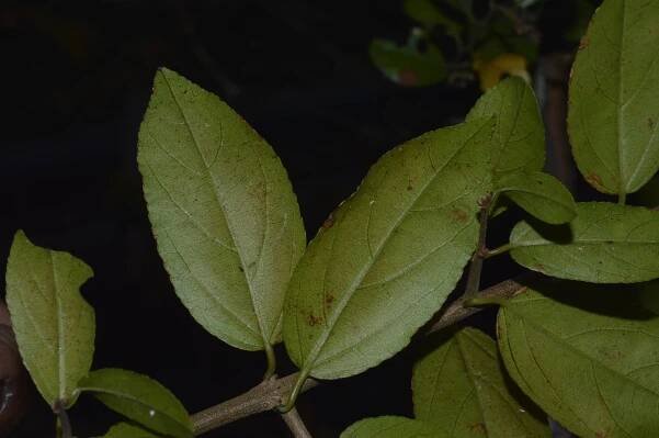 Sageretia thea – eFlora of India