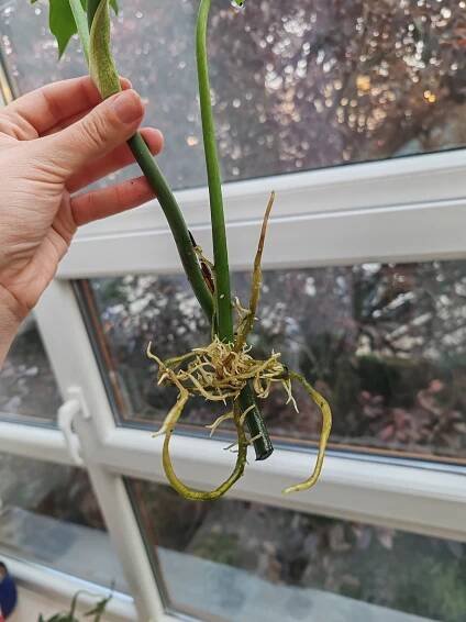 Philodendron Mayoi - řížek s krásnými kořeny