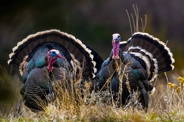 Turkey Hunting 101 - The National Wild Turkey Federation