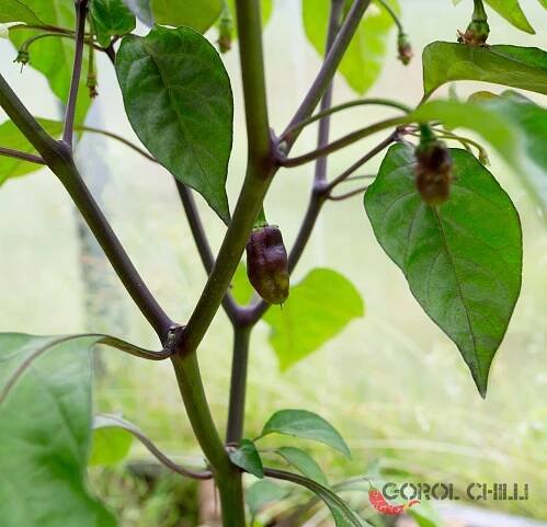 Carolina Reaper x Fidalgo Roxa F4 | Chilli semena | Chilli semena | Chilli semínka | Chilli omáčky | GOROL CHILLI