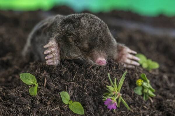 Krtek obecný (Talpa europeaea) z řádu hmyzožravců – JPC-PROD / Shutterstock