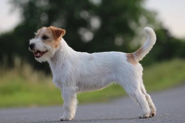 Vrhy JRT 2025 | Russell Puppies