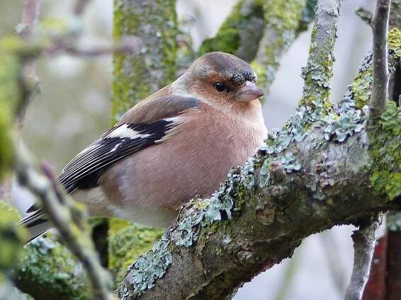Soubor:Fringilla coelebs coelebs Josselin 11.jpg – Wikipedie