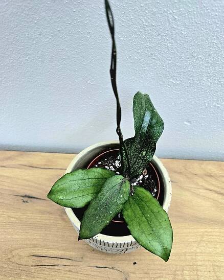 Hoya Erythina