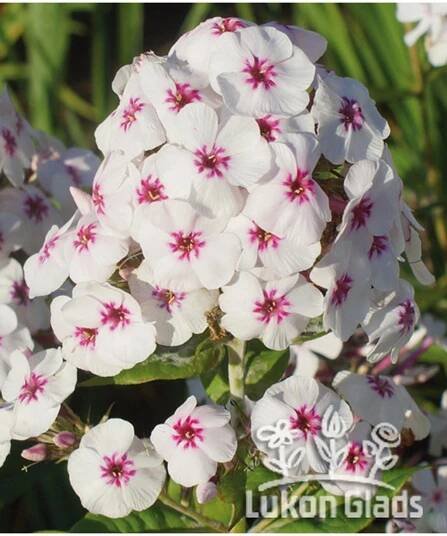 Phlox paniculata MIKE‘S FAVOURITE - plamenka latnatá, flox - Lukon Glads s.r.o.