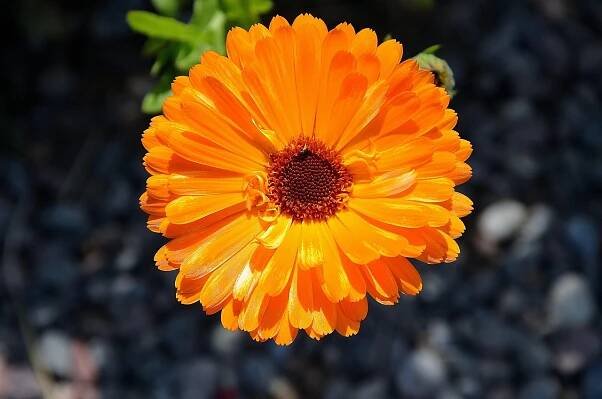 Gerbera, Germini, Květinové Pozadí, Květ