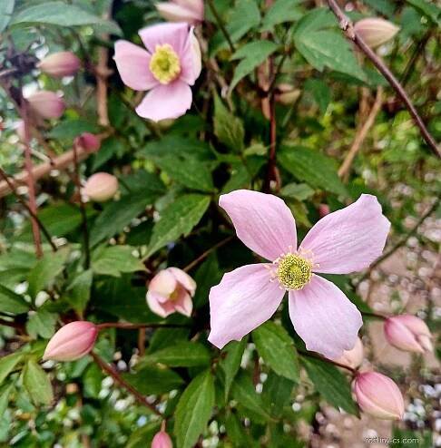 Plamének horský Rubens (Clematis montana)