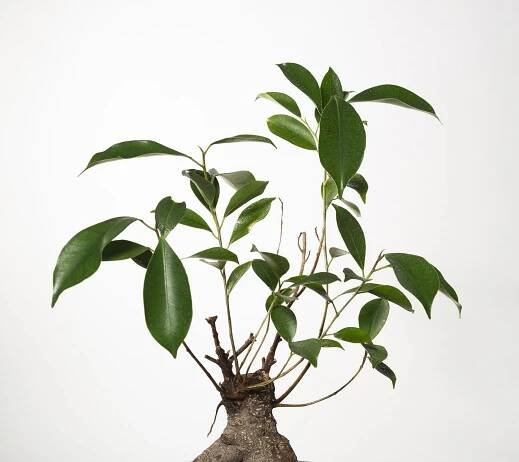 Ecodenta