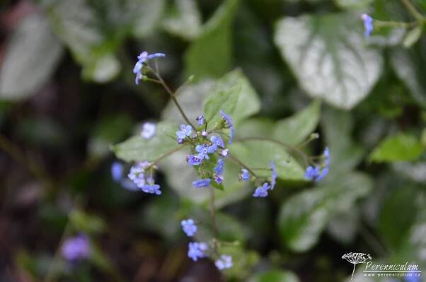 Brunnera macrophylla  ́Jack Frost ́ ®