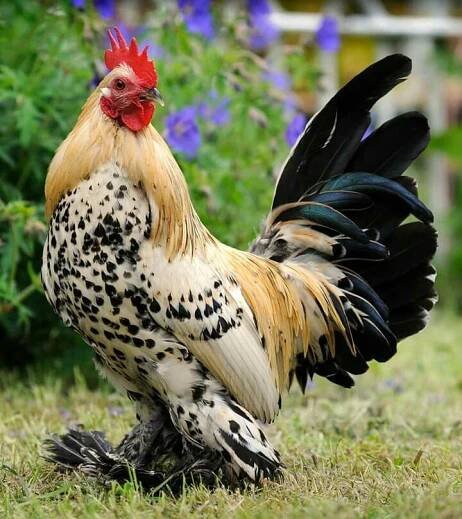a black and white rooster standing on top of a grass covered field next to blue flowers
