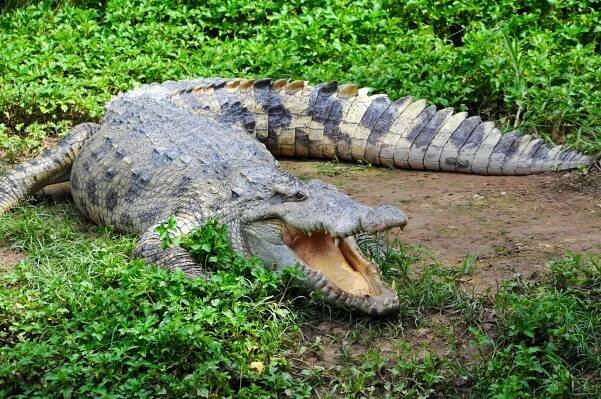 hladový krokodýl v travnatém bahnitém prostředí - crocodile - stock snímky, obrázky a fotky