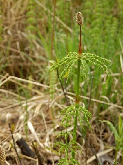 Přeslička lesní (Equisetum sylvaticum)