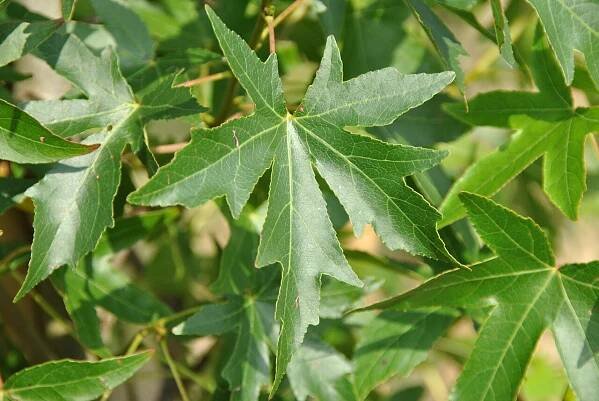 Liquidambar styraciflua 'Worplesdon' | ambroň západní 'Worplesdon' - Van den Berk školky