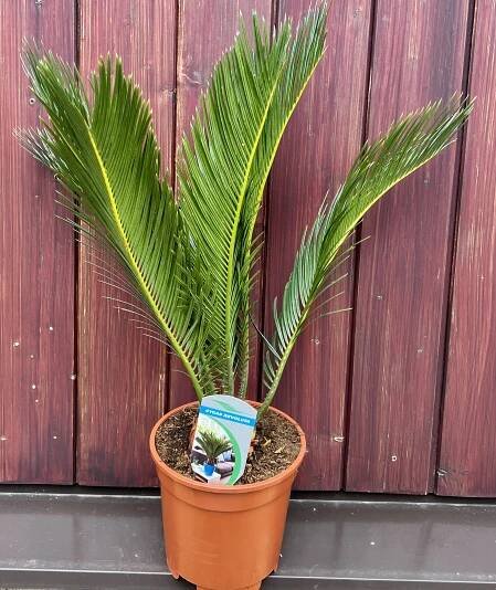 Okrasná exotika | Cycas revoluta, cca 40 cm | Exotická zahrada Přibice