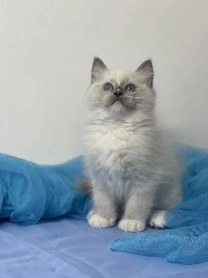 Vrh "A" - Winter Legends Ragdoll Cattery