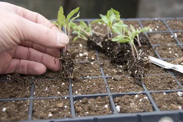 tomato seedlings