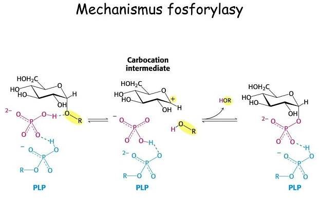 PPT - METABOLISMUS GLYKOGENU PowerPoint Presentation, free download - ID:4116692