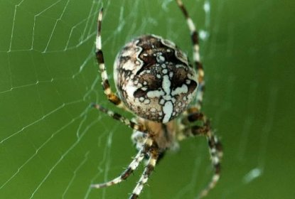 Jak se zbavit pavouků?