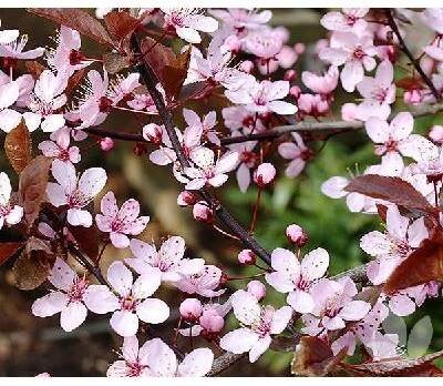 Prunus cerasifera Nigra KM80–roub.