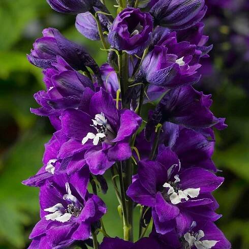 Zahradní ostřička 'Excalibur Dark Blue White Bee' (Delphinium elatum) 2.0 l