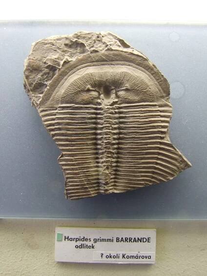 Soubor:Harpides grimmi Palaeontological exhibition Prague.jpg