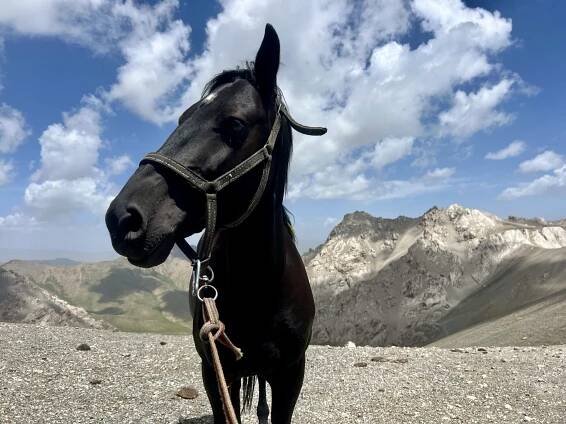 Short ride Kyrgyzstan 2024 | Horsemenistán