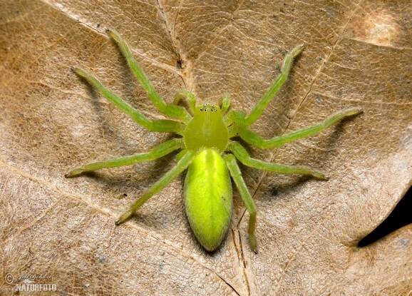Maloočka smaragdová | Naturfoto.cz