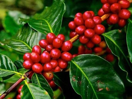 Semena kávy Coffea arabica Káva arabská Exotické rostliny Semena rostlin
