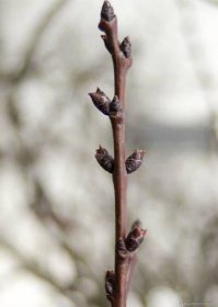 Meruňka obecná (Prunus armeniaca), pupeny