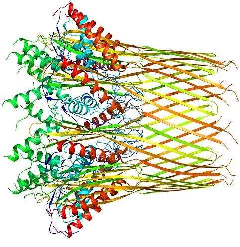 Curli - Wikipedia