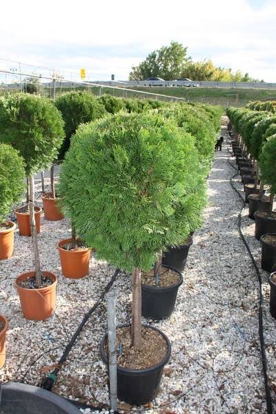 Thuja occidentalis ´Smaragd´ | BENED - zahradní architektura s.r.o.