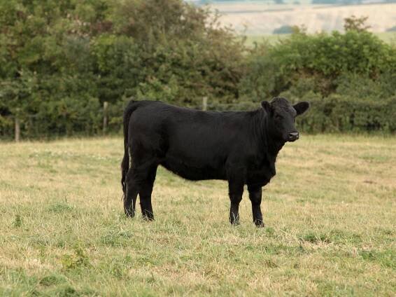 dexter cow 