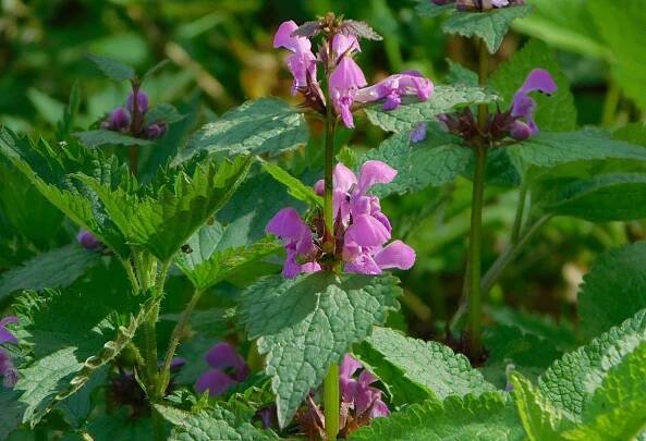 Hluchavka skvrnitá (Lamium maculatum L.)