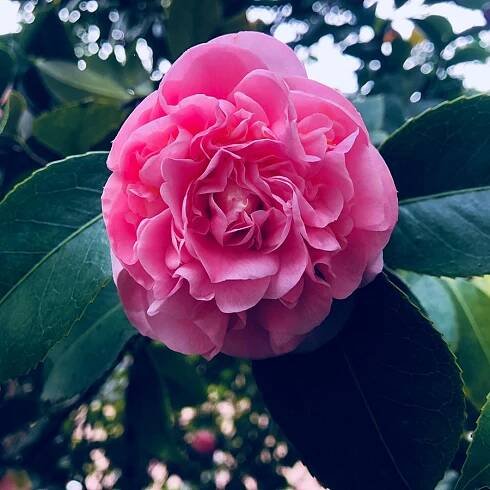 camellia